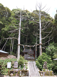 七福弁財天様と夫婦杉